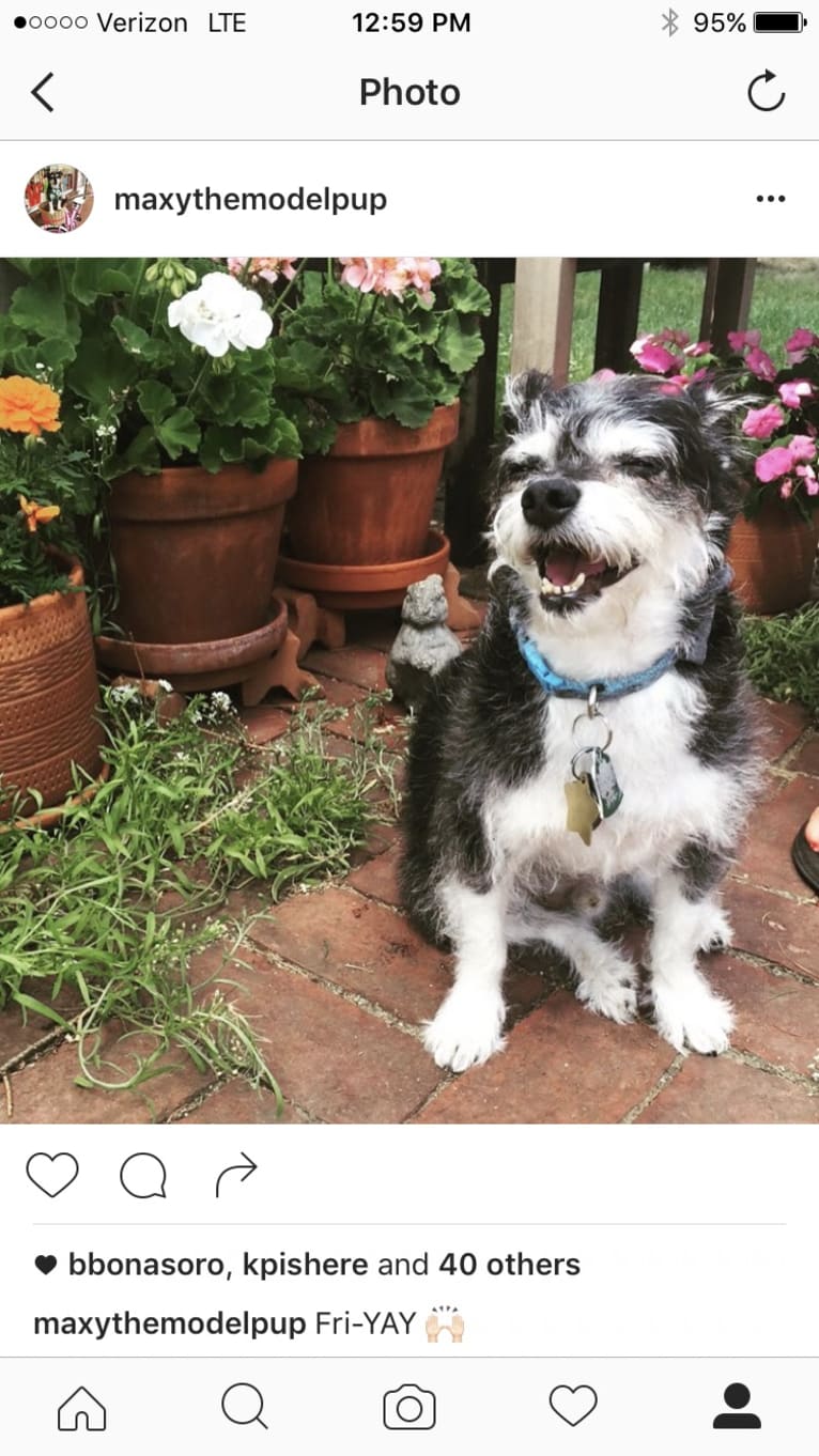 Max, a Bichon Frise and Chihuahua mix tested with EmbarkVet.com