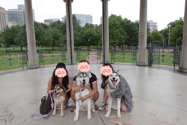 Timber, a Siberian Husky tested with EmbarkVet.com