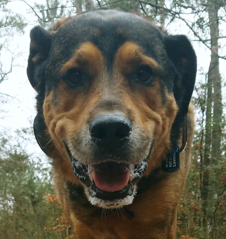 Photo of Cooper, a Great Pyrenees and Rottweiler mix in Conroe, Texas, USA