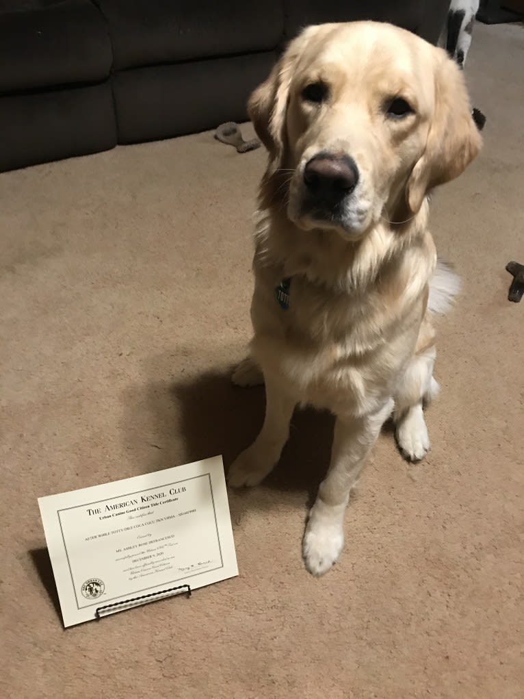 Totty, a Golden Retriever tested with EmbarkVet.com