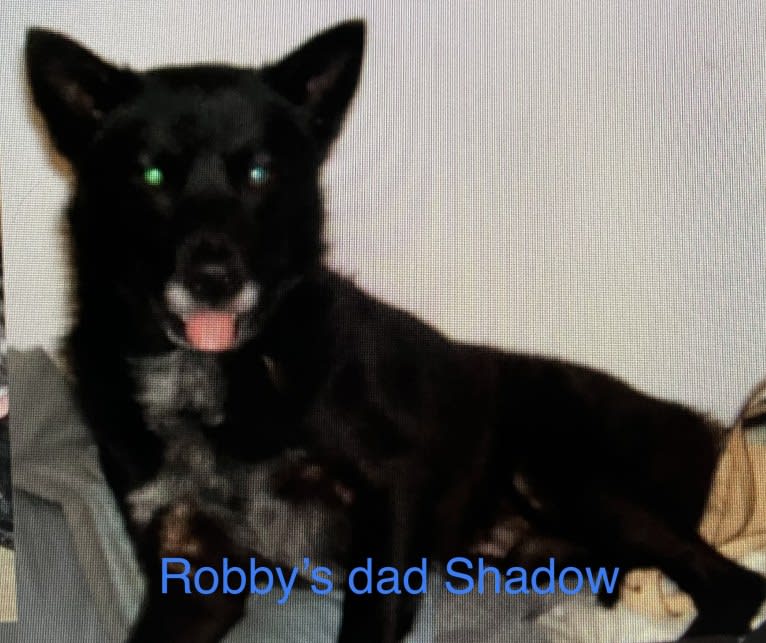 Robby, a Chow Chow and American Eskimo Dog mix tested with EmbarkVet.com