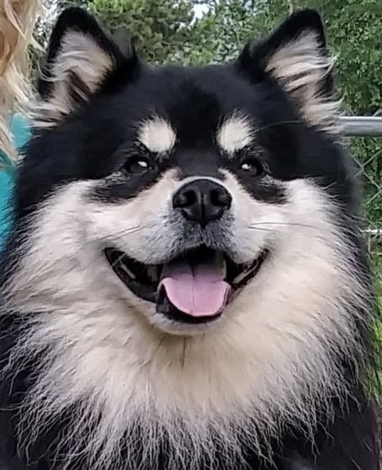 Micce, a Finnish Lapphund tested with EmbarkVet.com