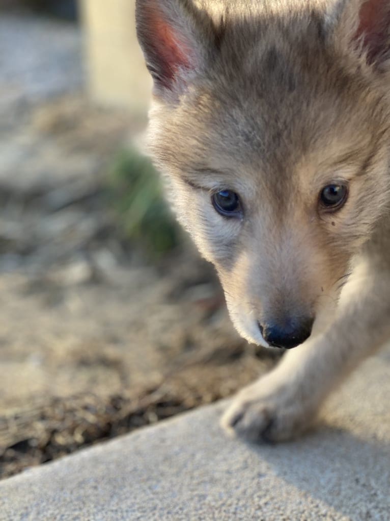 Star Mountain Wolfdogs a dog tested with EmbarkVet.com