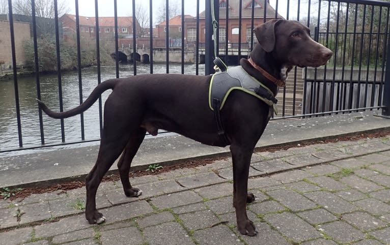 Byker, a Dalmatian and Doberman Pinscher mix tested with EmbarkVet.com