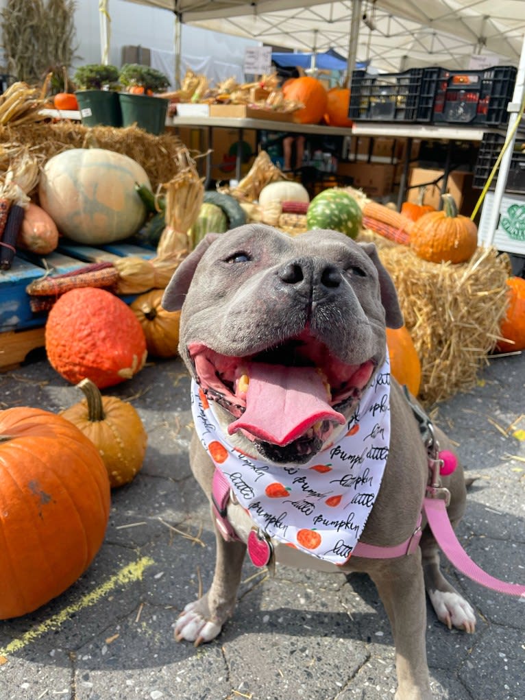 Stevie Nicks, an American Staffordshire Terrier tested with EmbarkVet.com