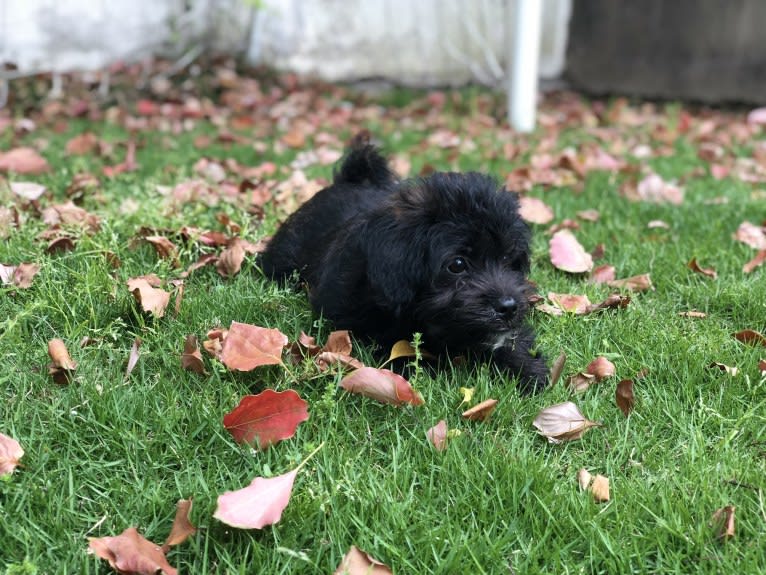 Kodak, a Poodle (Small) and Pekingese mix tested with EmbarkVet.com