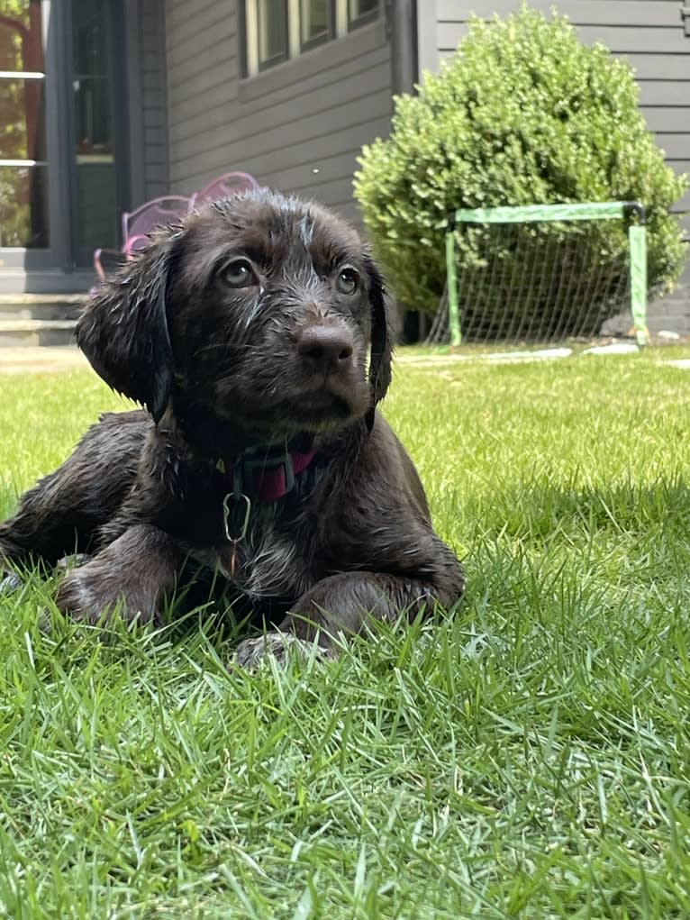 Leia, a Wirehaired Pointing Griffon and German Shepherd Dog mix tested with EmbarkVet.com