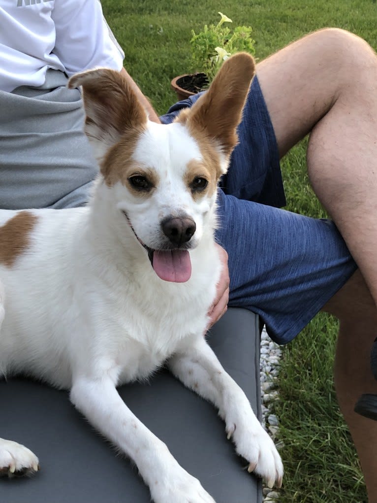 Jasper Chet, a Japanese or Korean Village Dog tested with EmbarkVet.com