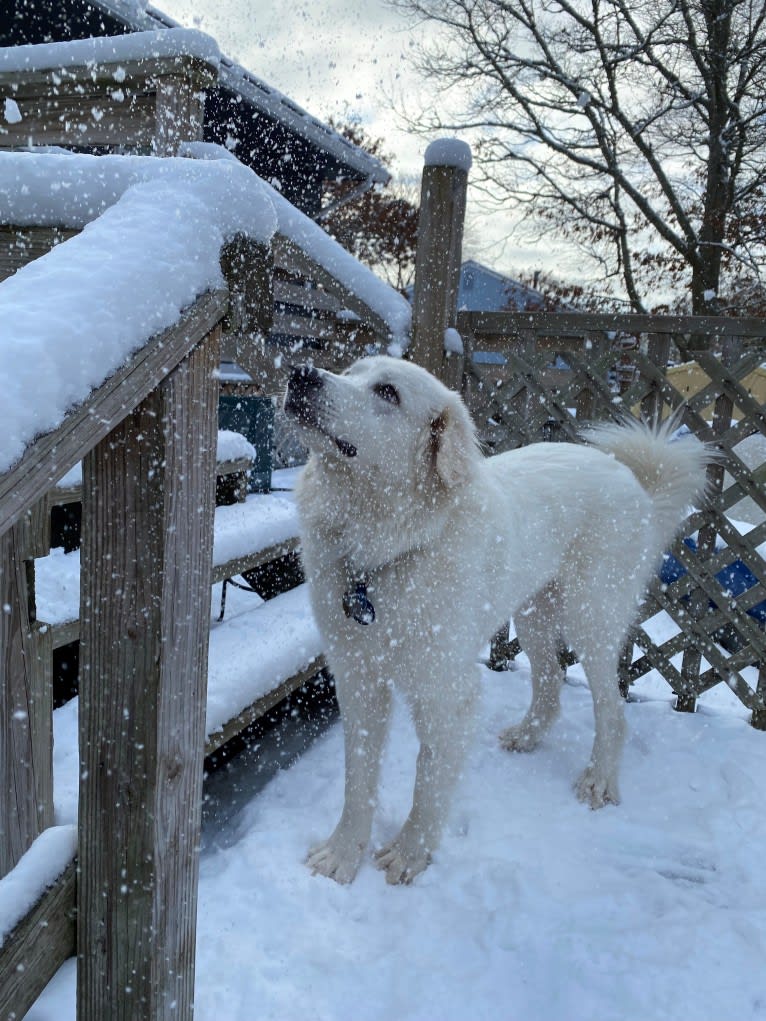 Tundra, a Great Pyrenees tested with EmbarkVet.com