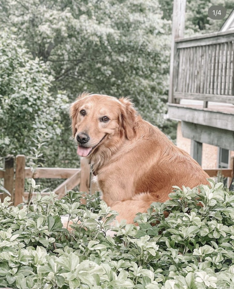 Marley, a Golden Retriever tested with EmbarkVet.com