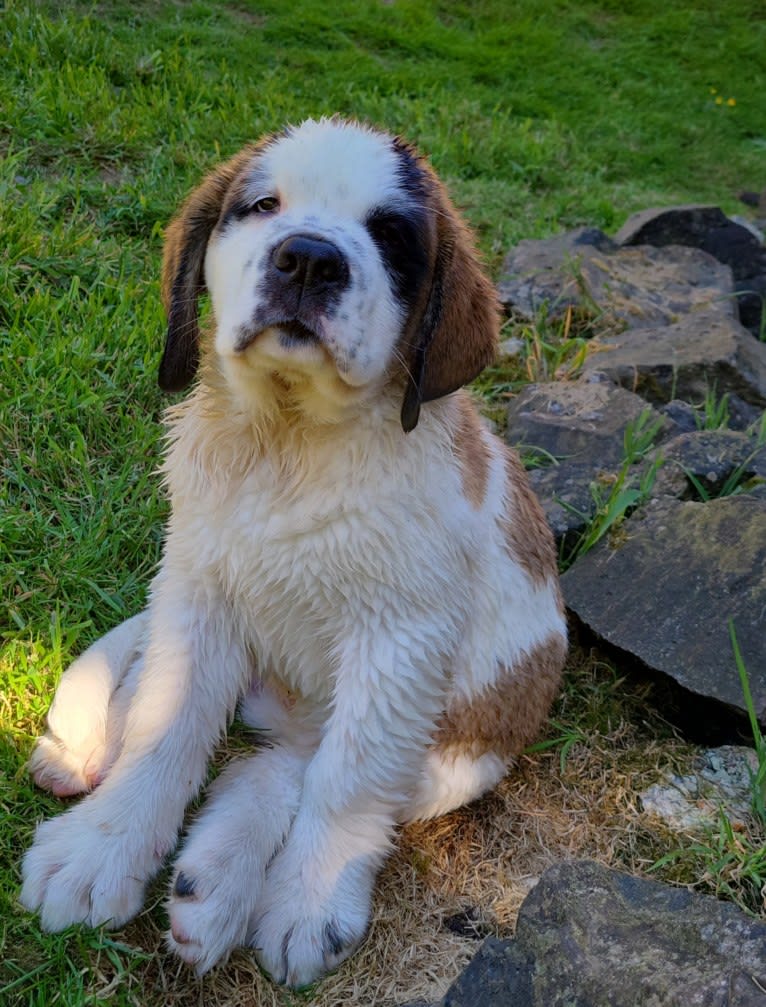 Milhouse "Millie", a Saint Bernard tested with EmbarkVet.com