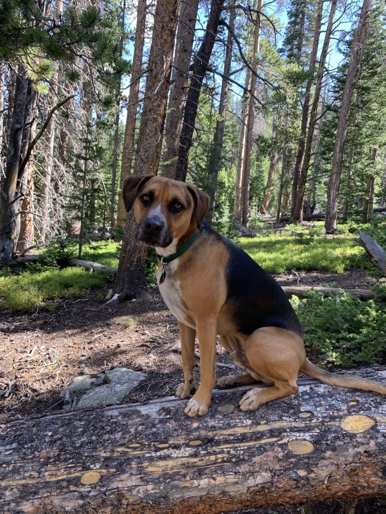 Watson, a Mountain Cur and American Pit Bull Terrier mix tested with EmbarkVet.com