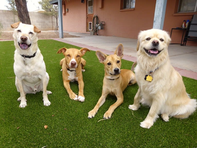 Doc, a Chihuahua and American Pit Bull Terrier mix tested with EmbarkVet.com