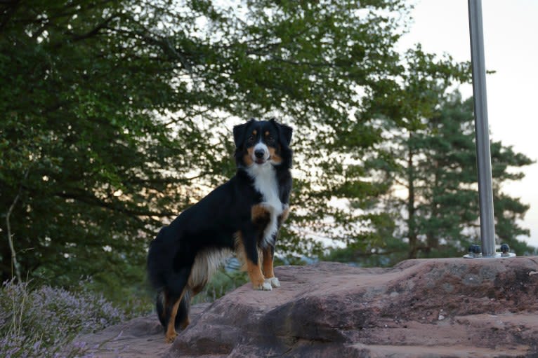 LOST RIVER CURSE OF THE BLACK PEARL, an Australian Shepherd tested with EmbarkVet.com