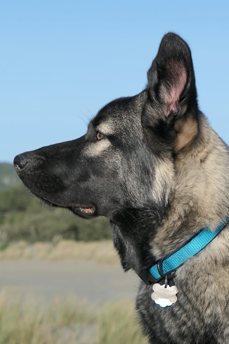 Kodiak, a Caucasian Ovcharka and German Shepherd Dog mix tested with EmbarkVet.com