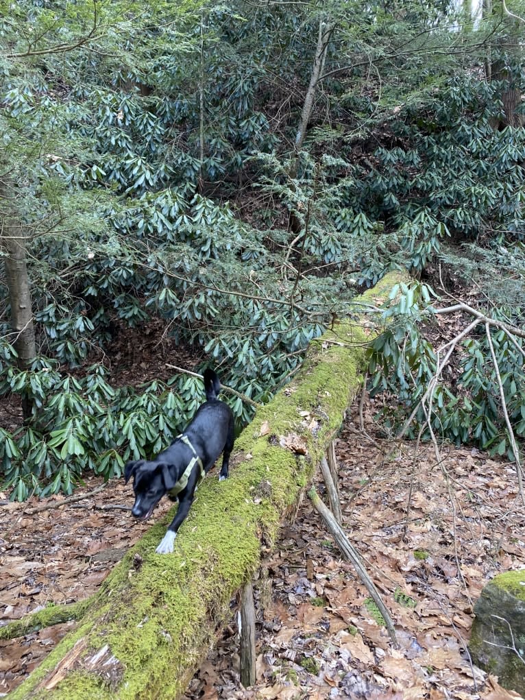 Wexford, a Chihuahua and Dachshund mix tested with EmbarkVet.com