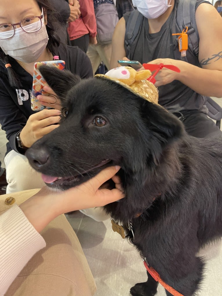 Raven, a Hong Kong Village Dog tested with EmbarkVet.com
