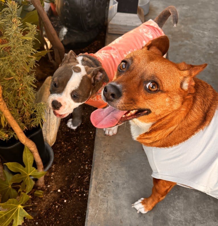 Scarlet, an Australian Cattle Dog and Chihuahua mix tested with EmbarkVet.com