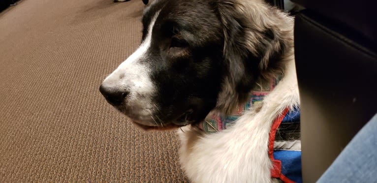 Elara, a Pyrenean Mastiff tested with EmbarkVet.com