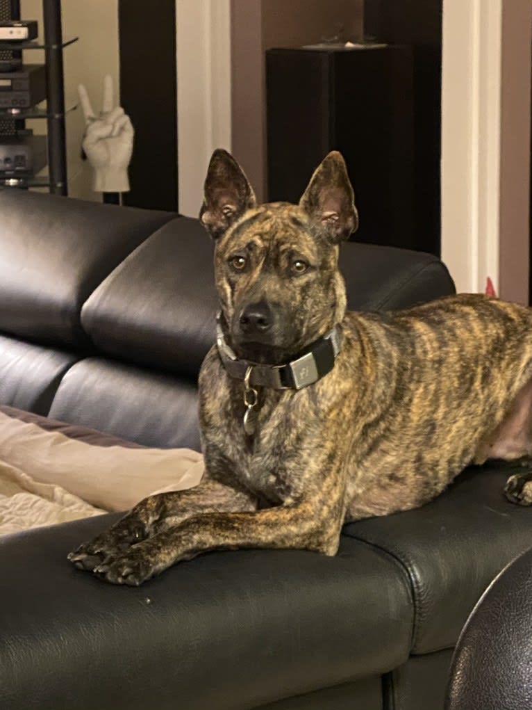 Tai, a Phu Quoc Ridgeback tested with EmbarkVet.com