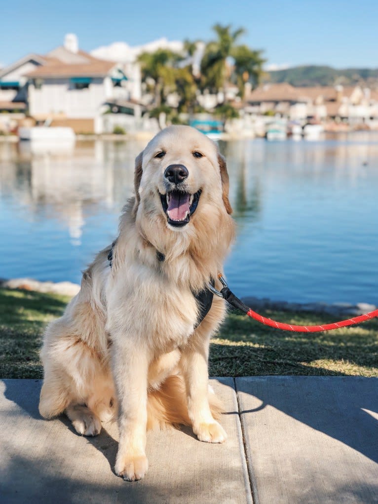 Kai, a Border Collie and Golden Retriever mix tested with EmbarkVet.com