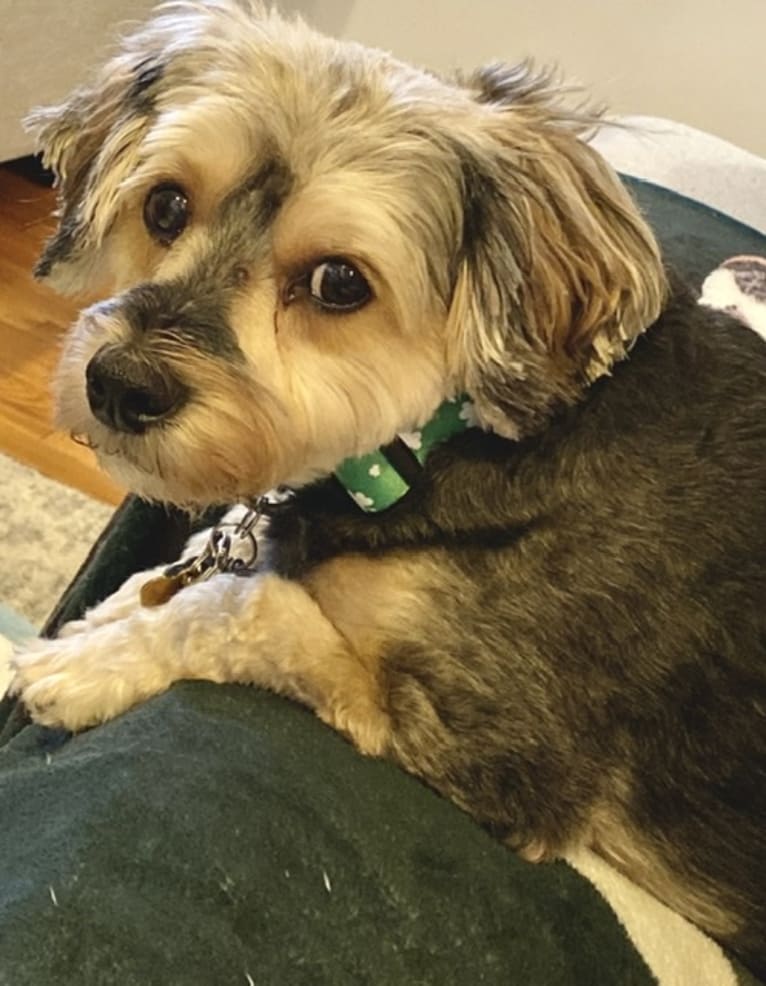 Dante, a Yorkipoo (3.3% unresolved) tested with EmbarkVet.com