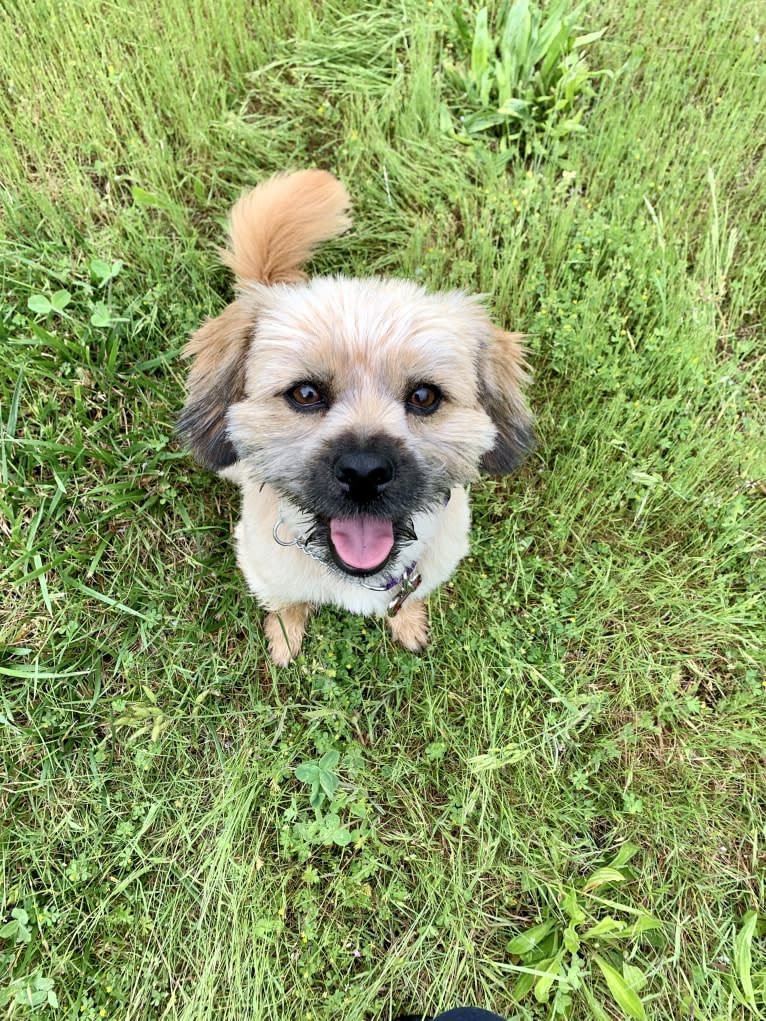 Milly, a Shih Tzu and Poodle (Small) mix tested with EmbarkVet.com