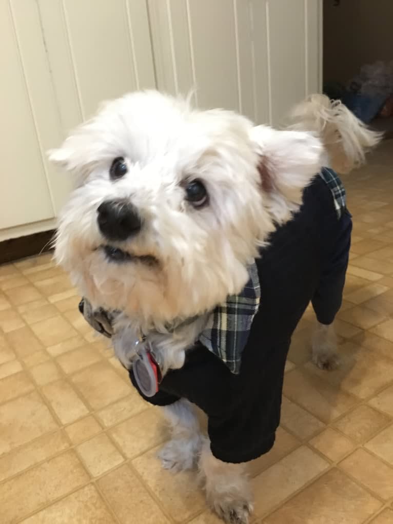 Theo, a Maltese tested with EmbarkVet.com