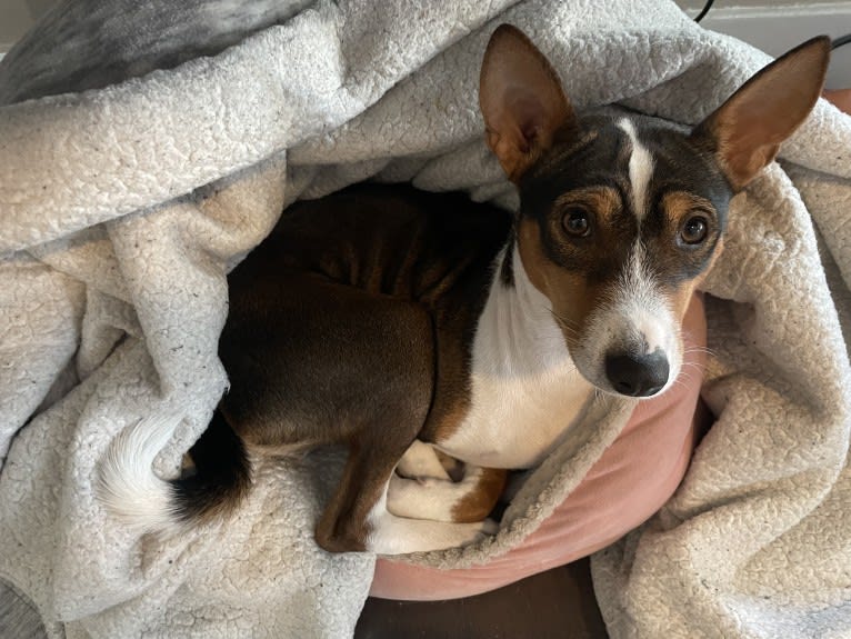 Cocoa, a Basenji tested with EmbarkVet.com