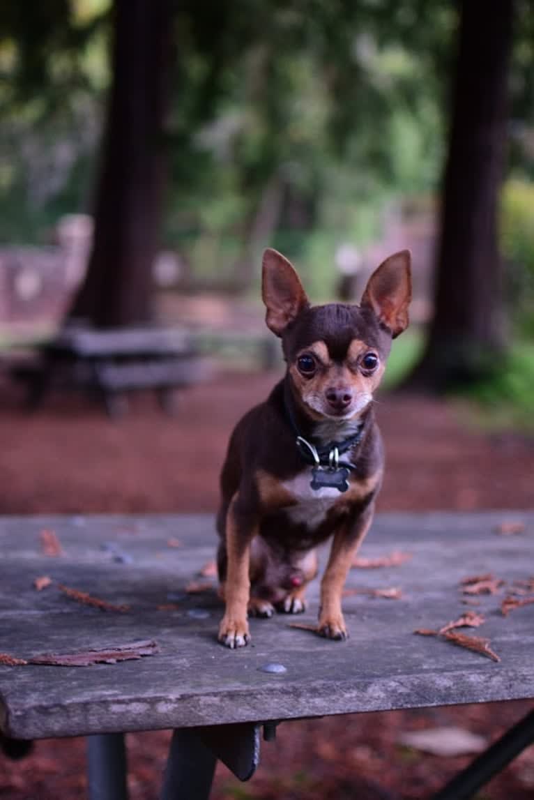 Nacho Dog, a Chihuahua and Pomeranian mix tested with EmbarkVet.com