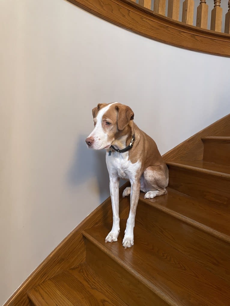 Max, a Labrador Retriever and American Pit Bull Terrier mix tested with EmbarkVet.com