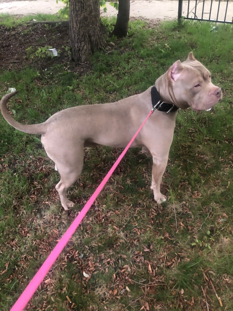 Giannis, an American Bully tested with EmbarkVet.com