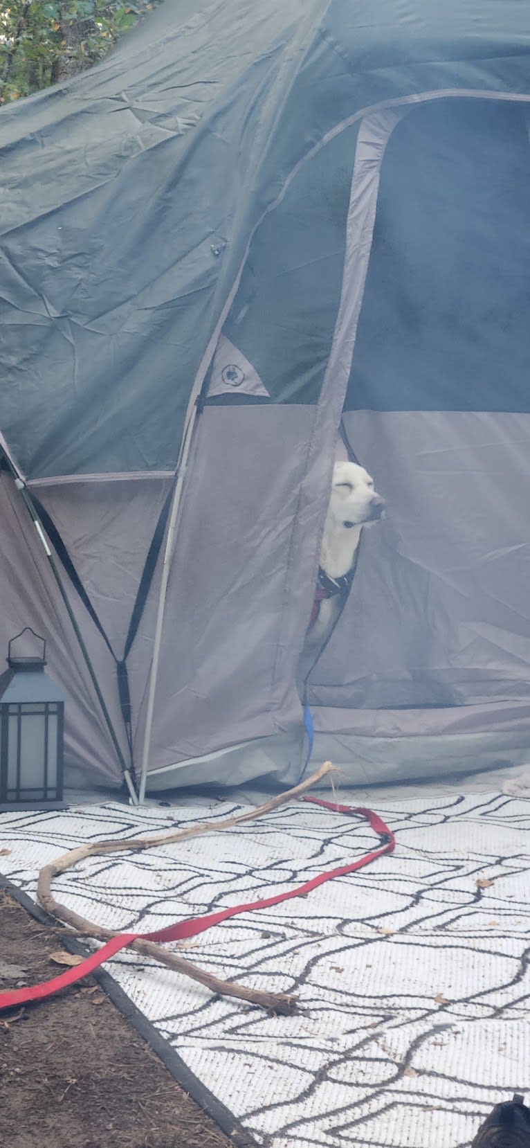 Tycho Brahe, the Space Cadet, a Beagle and Great Pyrenees mix tested with EmbarkVet.com