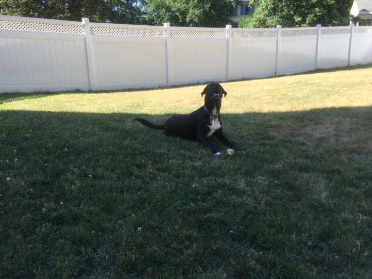 Fredo, an American Pit Bull Terrier and English Springer Spaniel mix tested with EmbarkVet.com