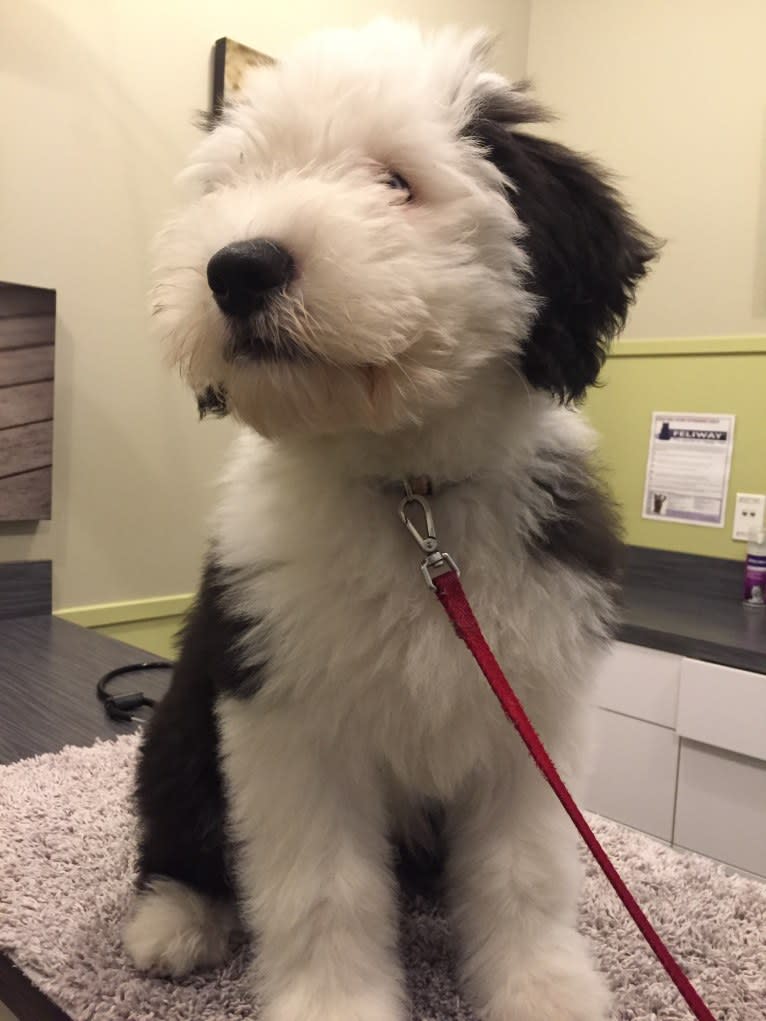 Winston, an Old English Sheepdog tested with EmbarkVet.com