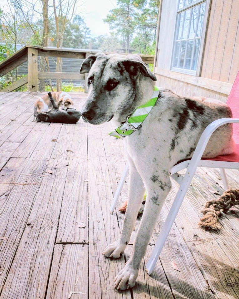 Luther, a Great Dane and Alaskan Malamute mix tested with EmbarkVet.com