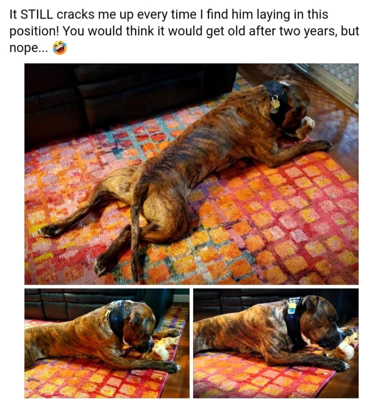 Loki, an American Pit Bull Terrier (4.7% unresolved) tested with EmbarkVet.com
