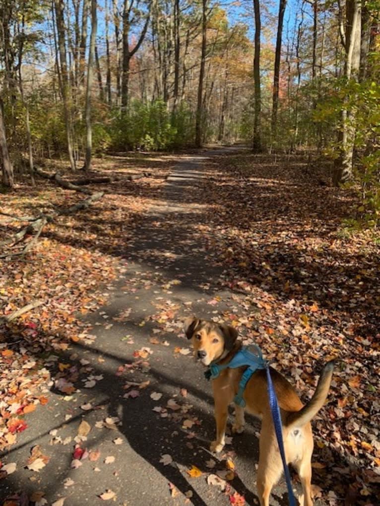 Pretzel, a Beagle and Golden Retriever mix tested with EmbarkVet.com