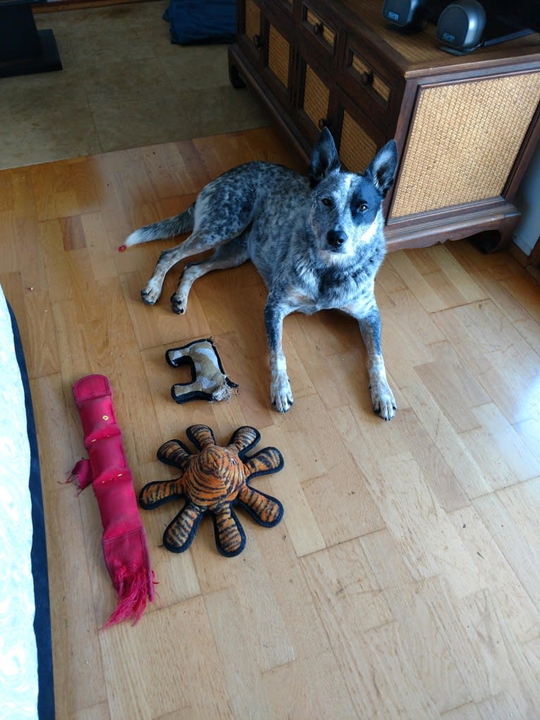 Prozac, an Australian Cattle Dog tested with EmbarkVet.com