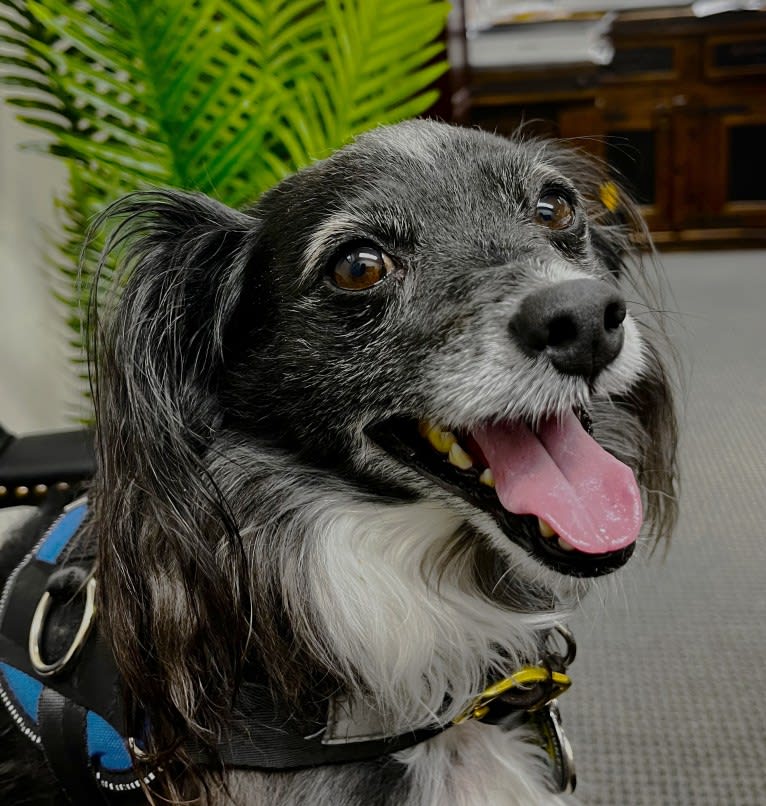 Jackson, a Chihuahua and Rat Terrier mix tested with EmbarkVet.com