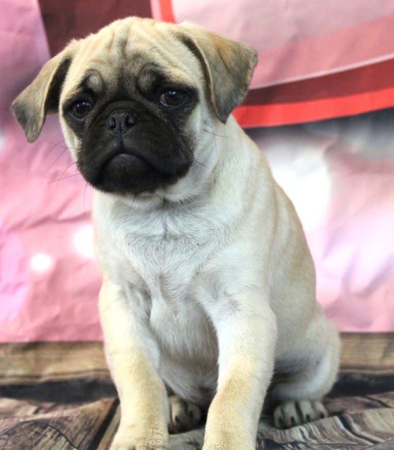 Waffles, a Pug and Japanese Chin mix tested with EmbarkVet.com