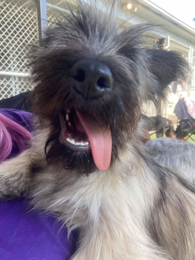 Weeble, a Skye Terrier tested with EmbarkVet.com