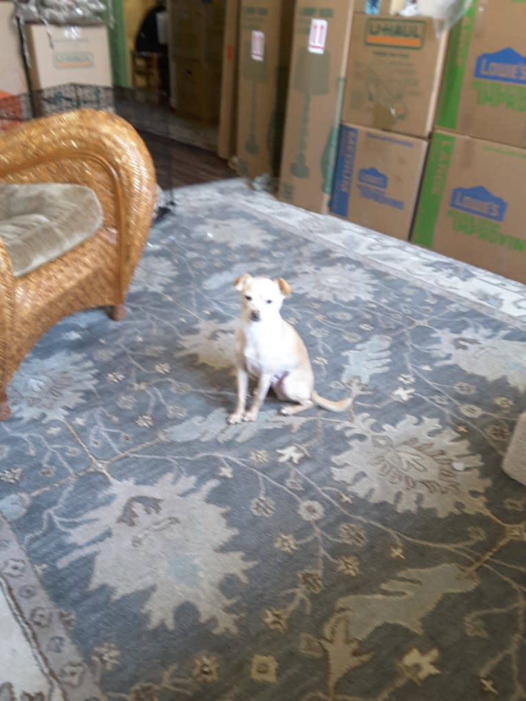 GURU, a Chihuahua and Pomeranian mix tested with EmbarkVet.com