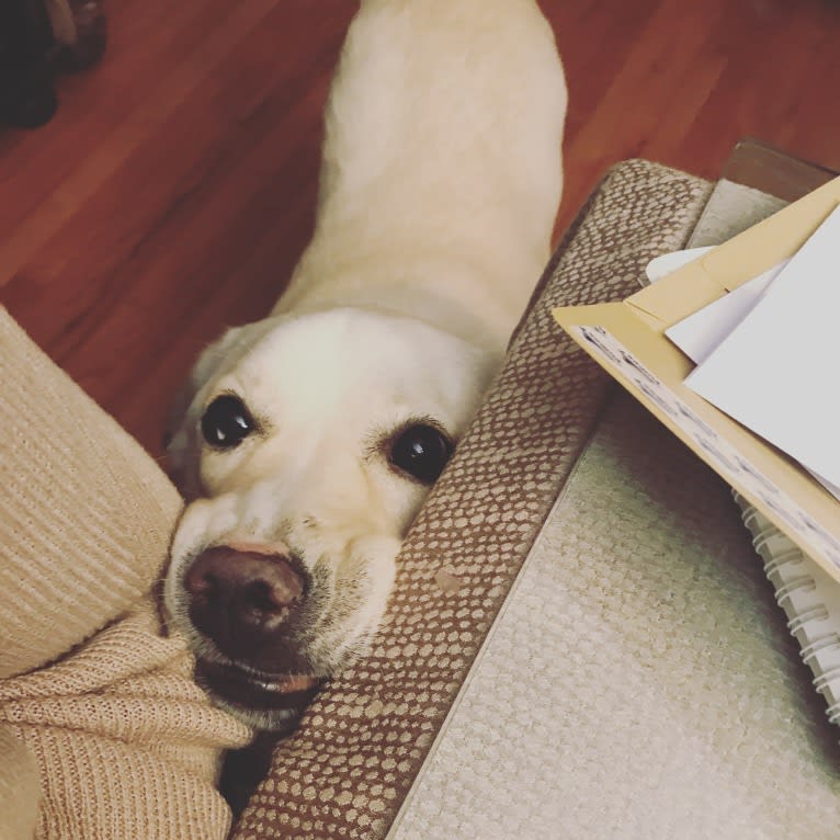 Barley, a Siberian Husky and Labrador Retriever mix tested with EmbarkVet.com