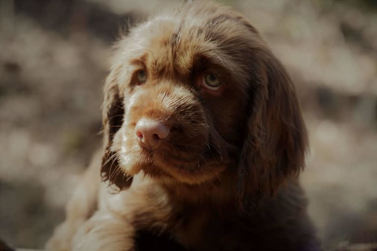 Etta, a Sussex Spaniel tested with EmbarkVet.com