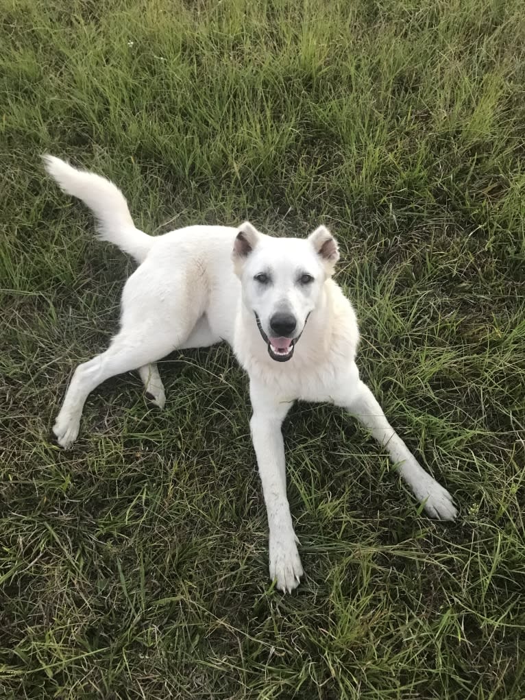 Khalessi, an Armenian Gampr tested with EmbarkVet.com