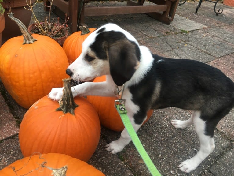 Ernie, a Treeing Walker Coonhound and Miniature/MAS-type Australian Shepherd mix tested with EmbarkVet.com