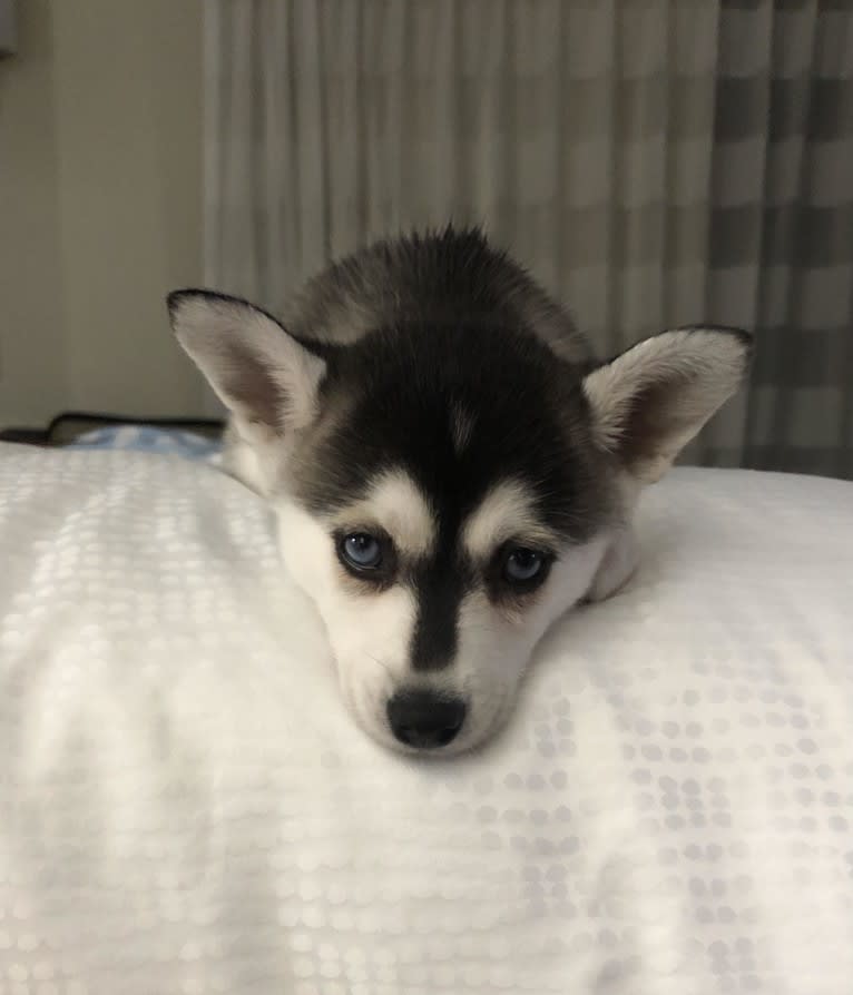 Wren Skywalker, an Alaskan Klee Kai tested with EmbarkVet.com