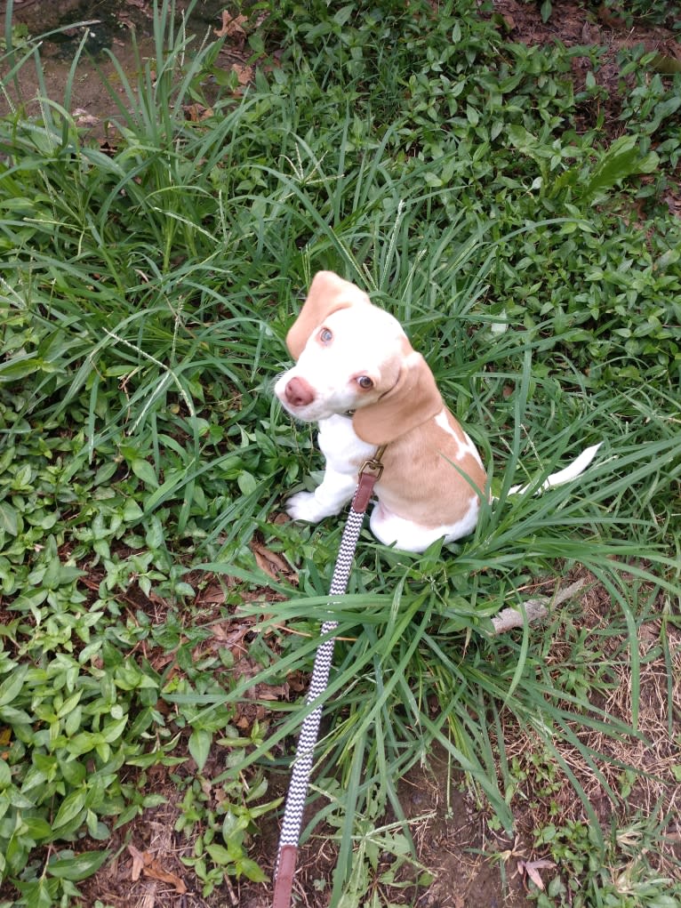 Lusa, a Beagle tested with EmbarkVet.com