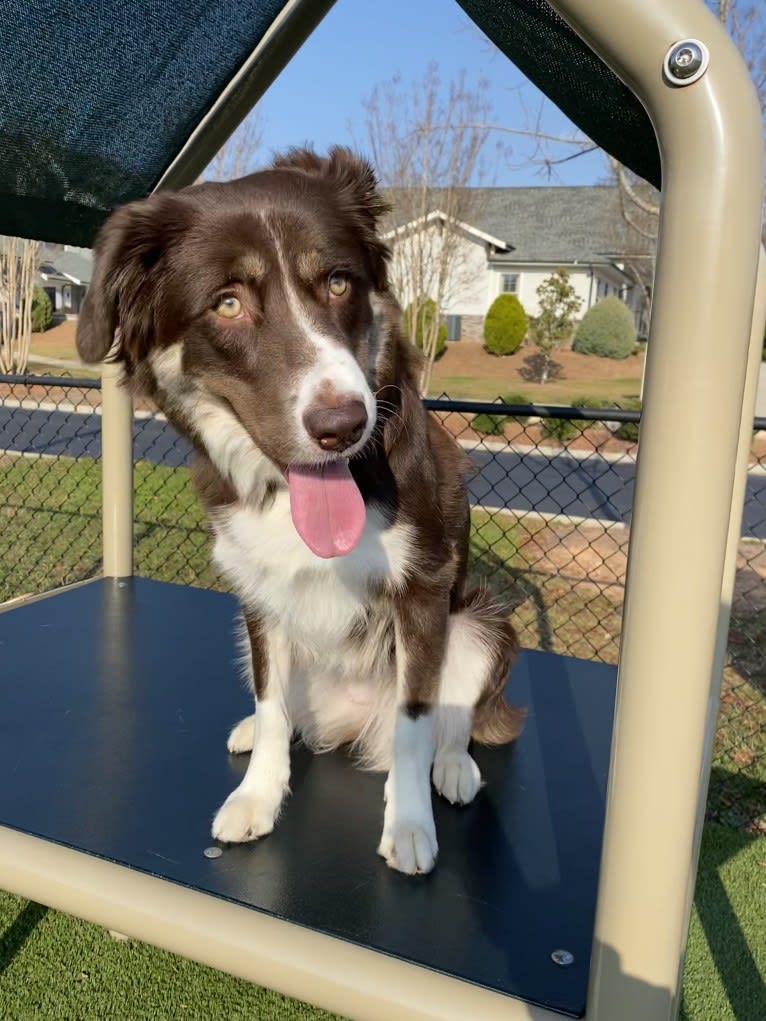 Hazelnut, a Border Collie and Siberian Husky mix tested with EmbarkVet.com